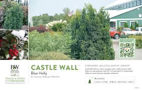 Castle Keep® Blue Holly - Order Online