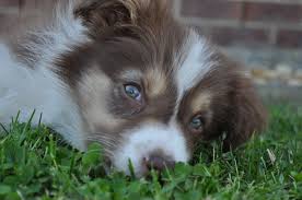 There are no collie puppy announcements currently. Tri Colour Border Collie Puppy Linkin Puppies Border Collie Puppies Collie Puppies