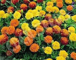 Petite Mixture Marigold Seed Etsy In 2021 Flower Seeds Flowers Fall Flowers