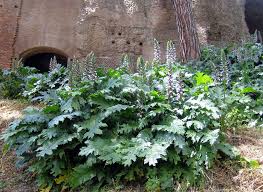 Image result for Acanthus