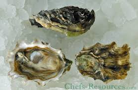 the 5 oyster species chefs resources