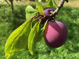 Image result for prunus domestica renkloda althana