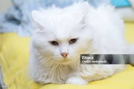 Longhaired White Fluffy Cat Stock Photo