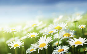 Obituary information for Shirley C. Crisman