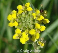 Image result for Equilabium pulcherissimum