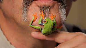 5 Care Tips For Red Eyed Tree Frogs Pet Reptiles Youtube Red Eyed Tree Frog Pet Frogs Reptiles Pet