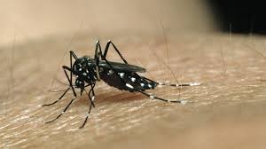 Andere viren können die leber als teil ihres krankheitsverlaufs betreffen. Zika Virus Ein Erreger Lost Eine Epidemie Aus Br Wissen