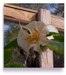Pin On Brugmansia
