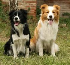 Border Collie Black And Brown Dogs Australian Shepherd Black Bi And Red Bi Collie Dog Dogs Red Border Collie