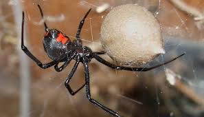 Emphasis is on bites, how they live, why they eat each latrodectus mactans is found in the usa and the west indies. 10 Most Dangerous Spiders In The World