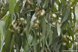 Image result for Combretum schumannii