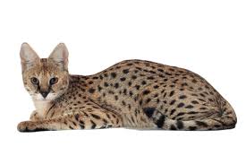 The savannah cat is the largest of the cat breeds. Everything You Need To Know About The Savannah Cat Catster
