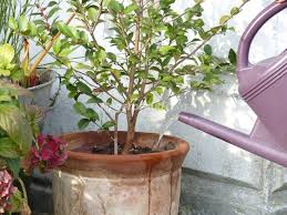 Arrosage des fraisiers en pot. Arroser Le Jardin Et Les Plantes En Pot En Hiver Les Bons Gestes