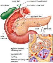 Accessory Organs Of Digestion The Pancreas The Liver Exocrine Gland Basic Anatomy And Physiology Pancreas