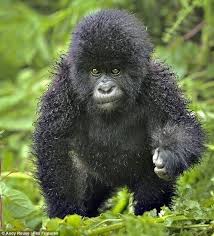 A Curly Haired Baby Gorilla For Those Who Haven T Seen One Baby Gorillas Fluffy Animals Cute Animals