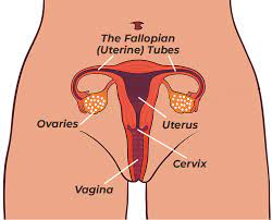 Cervical Screening