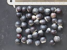 Image result for Sapindus