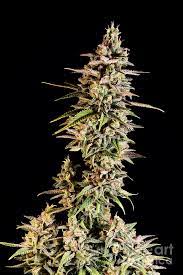 Are they the same plant? Camel Walk Kush Photograph By Killer B Studios