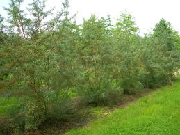 Image result for Itea rhamnoides
