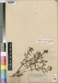 Image result for Otiophora pauciflora