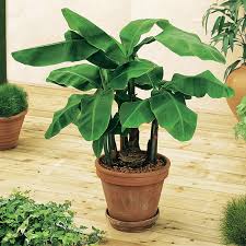 Banana trees are tropical and originate in rainforests, so they need a lot of water and plenty of moisture in the air. Dwarf Banana Tree Gardens Alive