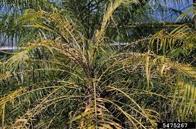 The robellini palm pairs well with other tropical plants like bromeliads, mondo grasses, crotons, and cordylines. Manganese Deficiency On Pygmy Date Palm Phoenix Roebelenii 5475267