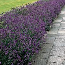 Plant of the Month for April 2022: Lavender