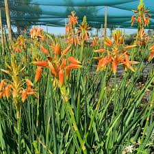 Image result for Aloe cooperi