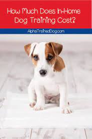 Check spelling or type a new query. How Much Does In Home Dog Training Cost Alpha Trained Dog