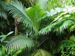 Image result for Acanthophoenix rubra