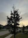 What's going on with my two trees, and what can I do better? : r ...