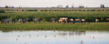 Is de bakker aan de overkant van mijn straat echt failliet? Wat Is Er Aan De Hand In De Oostvaardersplassen Studium Generale Universiteit Utrecht