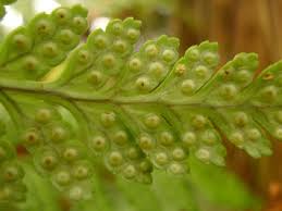 Image result for Rumohra