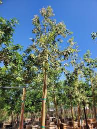 Image result for Brachychiton populneus