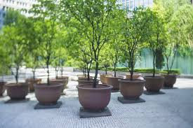 Who makes the best cheap large planters for. Growing Beautiful Trees And Shrubs In Pots Potted Trees Patio Potted Trees Large Outdoor Planters