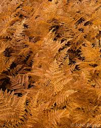 Orcan 062 Autumn Colored Bracken Fern Mount Hood National Forest Oregon Large Format Photo Photograph Picture Hi Res High Resolution File Stock Fine Art Nature Landscape John Barger