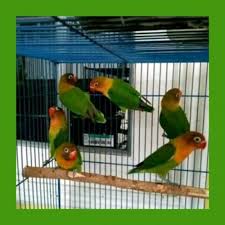 Namun , perlu untuk di ketahui. Burung Lovebird Love Bird Hijau Josan Betina Jantan Bunyi Ngekek Jual Lovebirds Birds Lb Ijo Hidup 3 Mainan Hewan Pet Food Stuff Hobi Koleksi Bukalapak Com Inkuiri Com