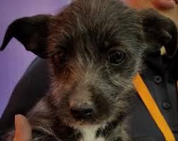 Black And Brown Terrier Mix Animal Id 38556724 Species Dog Breed Terrier Mix Age 2 Months 1 Day Gender Male Size Small Color Black White Site Department Of Animal Services City Dogs