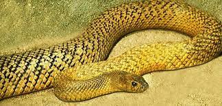 Giftschlangen es gibt mehr als 300 giftschlangen arten. Die Giftigste Schlange Der Welt Schlangen In Deutschland
