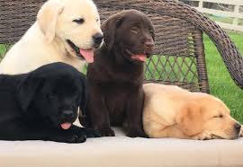Though naturally friendly, labrador retriever puppies benefit from socialization classes and obedience training early. Labrador Retriever Puppy For Sale Adoption Rescue For Sale In Waco Texas Classified Americanlisted Com