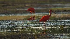 De hele dag al, komen vogelspotters gewapend met telescopen en telelenzen, naar de zunasche heide om een glimp op te vangen van de vogels. Rode Ibissen Foto Van Chrisvm Zoom Zoom Nl