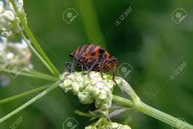 In spite of its menacing looks, the horn at. Orange With Black Stripes Bug Graphosoma Lineatum Sitting Stock Photo Picture And Royalty Free Image Image 64484442