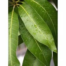 Larva bisul daun mangga menghisap cairan didalam daun mangga. 5 Lembar Daun Mangga Kering Dried Dry Herbal Shopee Indonesia