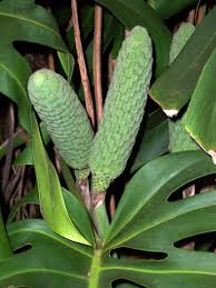 Pin On Unusual Fruit