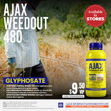 Image result for Cyperus ajax