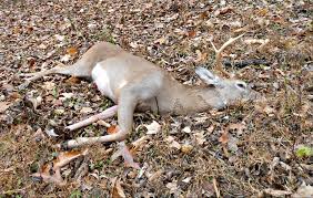 Should drones be used to find downed deer?