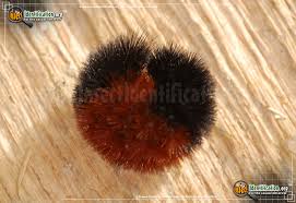 Banded Woollybear Caterpillar Moth