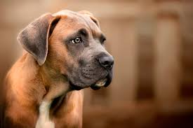 Grey cane corso puppies for sale near me. The Complete Guide To The World Of Cane Corso Colors
