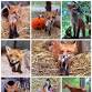 Fox Yoga Event event image