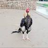 Open pigeons pakistan high flying aseel birds diseases apk using the emulator or drag and drop the.apk file into the emulator to install the app. Https Encrypted Tbn0 Gstatic Com Images Q Tbn And9gcqfbj8zo3a2st9fdtjbidsgtnioowbspsqtpxvagytencplyd4f Usqp Cau